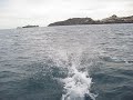 Dofins al Cap de Creus Dofins al Cap de Creus