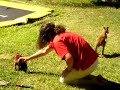 Daschund chasing kangaroo