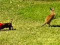 Daschund chasing kangaroo