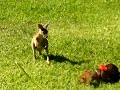 Daschund chasing kangaroo