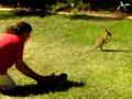 Daschund chasing kangaroo