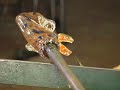 Larry Livolsi Creating a Glass Fish