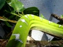 Emerald Tree Boa Cage Set~Up! Emerald Tree Boa Cage Set~Up!