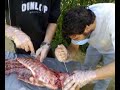 autopsia de cochinillo