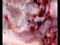 autopsia de cochinillo