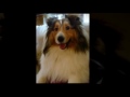 Winston the Sheltie - The music video