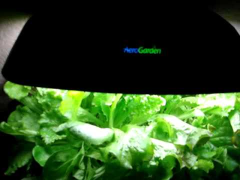 how to harvest aerogarden lettuce