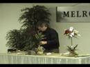 #20 Pine Topiaries Melrose International
