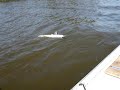 Big Dutch  Walleye Fishing Video Drill 28+inch.