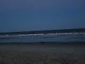 Fox on Brigantine Beach