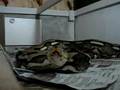 SNAKEBITE!