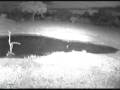 videos de Running wildebeasts and zebras Nkorho