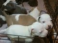 Blue and White Pitbull Puppies Champion BLoodlines