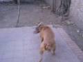 videos de TORK SALTANDO PIT BULL TERRIER