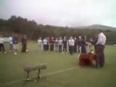Shinty - South Women win Marine Harvest 2008