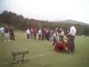 Shinty - South Women win Marine Harvest 2008