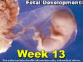 Fetal Development Week 13 (Pregnancy Health Guru)