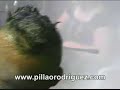 pillao rodriguez- unimag la coqueta