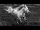 Equine Art & Photography Portfolio