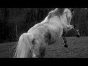 Equine Art & Photography Portfolio