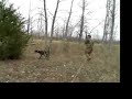 Bird Hunting