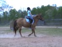 Carolina Sport Horses BCS Dun Dancing AQHA Dun for sale