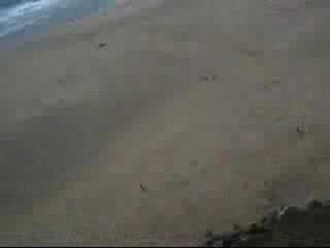 Tom Arnold paragliding at ...
