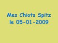 Mes Chiots Spitz le 05-01-2009 - ils ont 35 jours Mes Chiots Spitz le 05-01-2009 - ils ont 35 jours