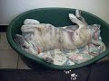 sleeping taba