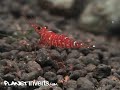 Brown Camo Sulawesi Shrimp