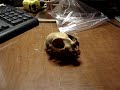 A Cats Skull