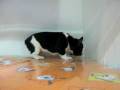 videos de Bulldog Frances Macho STA REF:192