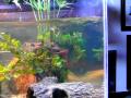 turtle video 002
