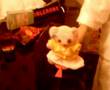 Teddy Poops