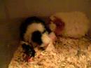 birthing-babies.html
