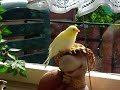 Pünktchen und Anton vorm Fenster mit Sonnenbad 1! Pünktchen und Anton vorm Fenster mit Sonnenbad 1!