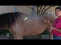 Taking Horse Vital Signs Tutorial Video