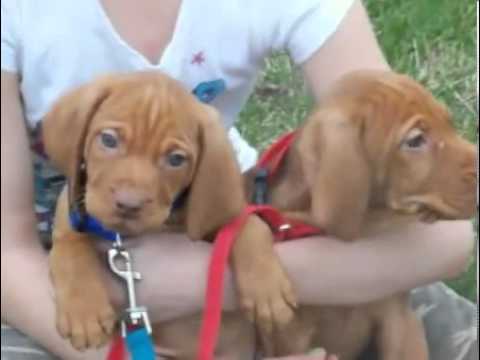 AKC male Vizsla puppy