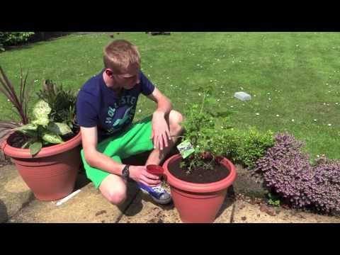 how to fertilize black currant