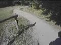 GurtenTrail