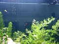 Fancy Guppies