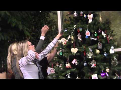 how to transplant virginia creeper