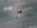 Electric Falcons