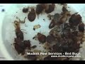 Live Bed Bugs Live Bed Bugs