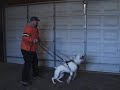 AB \"Louie\" doing his 3rd session Schutzhund Protection