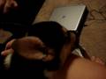 videos de Corgi puppy snoring