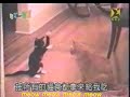 Cat Vs. Cat - The Meow Mix Tease