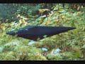 Dr Reed Alien Ufo Encounter Contact October 15 1996 Part 5 Dr Reed Alien Ufo Encounter Contact October 15 1996 Part 5