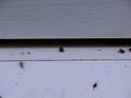 videos de Bees Organic Garden