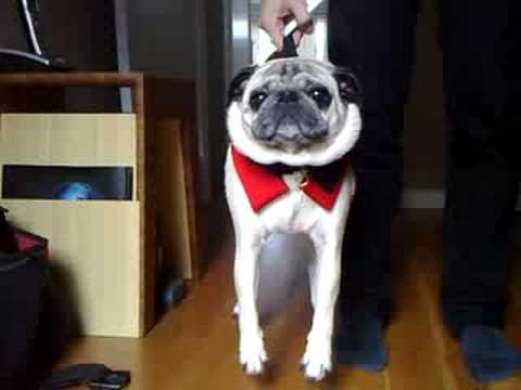 Pug Life Jacket - what is seen cannot be unseen